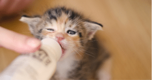 PetWireDaily — Thanks to You, Orphaned Kittens Received the Care They Needed This Mother’s Day