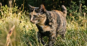 PetWireDaily — What Is Bobcat Fever? The Deadly Disease Every Cat Parent Should Know About
