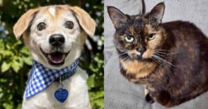 PetWireDaily — Chewy Celebrates 15th Anniversary by Helping Senior Pets Find Loving Homes