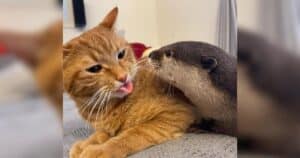PetWireDaily — Mischievous Otter Falls Head Over Paws for a Calm Ginger Cat