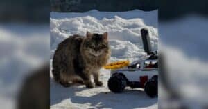 PetWireDaily — Man Uses Tiny RC Cars and Drones to Feed Hungry Stray Animals