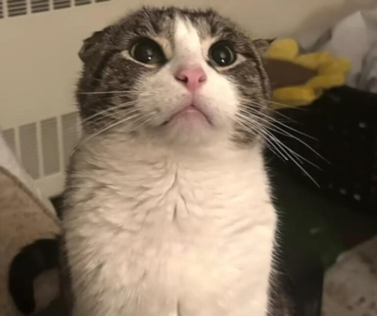Theodore at vet