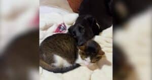 PetWireDaily — Loving Cat Helped a Foster Dog Heal and Refused to Let Go