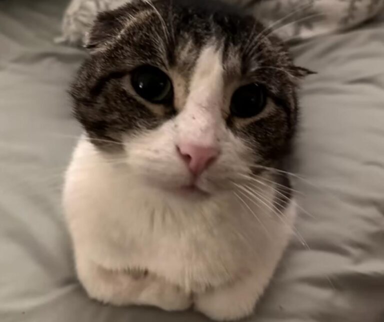 Theodore with folded ears