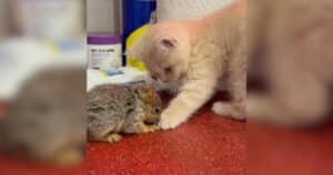 PetWireDaily — Kitten Helps a Frightened Baby Squirrel Learn to Feel Safe Again