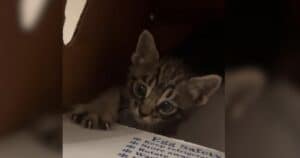 PetWireDaily — A Tiny Rescue Kitten Sent This Future Veterinarian Down an Unexpected Path