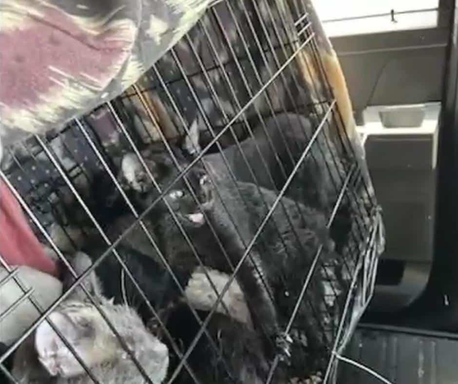 Highway Workers Save 12 Cats and Kittens From Abandoned Van on 90 ...