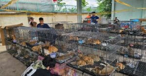 PetWireDaily — Over 400 Stolen Cats Escape a Tragic Fate Thanks to a Massive Rescue Effort