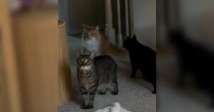 PetWireDaily — Nobody Prepared These Cats for Their First Night With a New Baby