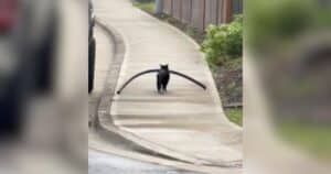 PetWireDaily — Cat Burglar Busted Stealing a Giant Pool Noodle