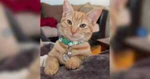 PetWireDaily — Pet Lovers’ Choice Awards Reveals State Winners as Wildcard Voting Begins