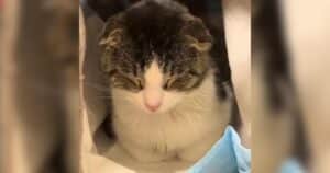 PetWireDaily — All This Abandoned Cat Ever Wanted Was Someone to Cuddle