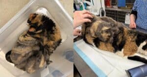 PetWireDaily — Senior Cat Spent Six Years in a Basement and Still Chose Love Over Fear