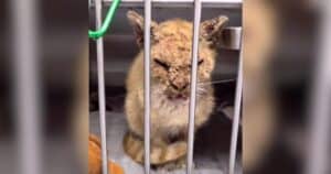 PetWireDaily — Orange Cat Found in Terrible Shape Blossoms Into a Charming Gentleman