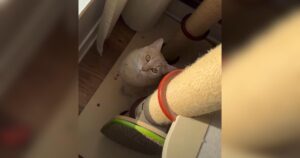 PetWireDaily — Mom Leaves Town and Cat Spends 5 Days Judging His Spare Human