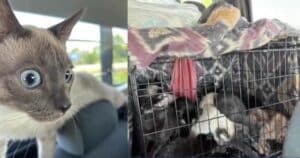 PetWireDaily — Highway Workers Save 12 Cats and Kittens From Abandoned Van on 90-Degree Day