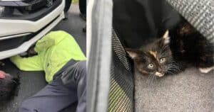 Kitten in car grill