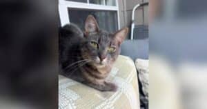PetWireDaily — One Look Inside a Kitten Stroller Led This Stray Cat to His Forever Home