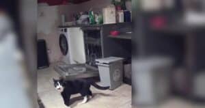 PetWireDaily — They Installed a Camera to Solve a Mystery and Ended Up With a Cat Soap Opera