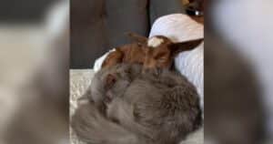 PetWireDaily — Rejected Baby Goat Decided She Was a Cat After One Feline Took Her Under His Wing