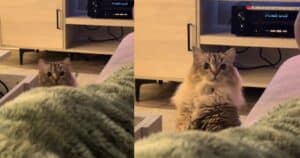PetWireDaily — Mom Dyed Her Hair and Her Cat Immediately Launched an Investigation