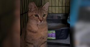 PetWireDaily — Woman Honors Her Neighbor’s Memory by Rescuing the Cats He Left Behind