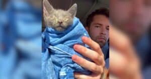 PetWireDaily — He Saved a Tiny Kitten on a Desert Road…Then She Saved Him Right Back