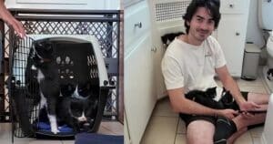 PetWireDaily — A Simple Request From Her Boyfriend Led to Six Adorable Foster Kittens