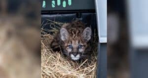 PetWireDaily — Meet Peppercorn, the Feisty Florida Panther Kitten Who Refused to Give Up