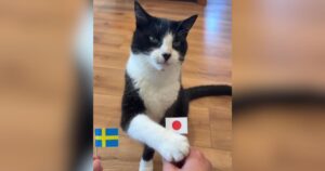 PetWireDaily — ‘Psychic’ Cat Stuns Fans With Perfect World Cup Prediction Streak