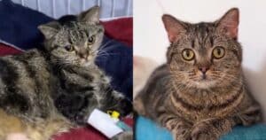PetWireDaily — She Could Barely Stand When Rescuers Found Her…Look at Her Now