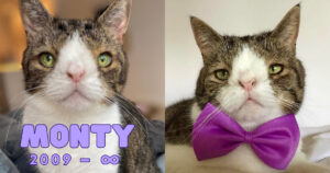 PetWireDaily — Beloved Special-Needs Cat Monty Passes Away After a Life Filled With Love and Joy