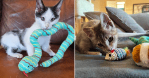PetWireDaily — Your Compassion Delivers Comfort to Cats Waiting for Forever Homes