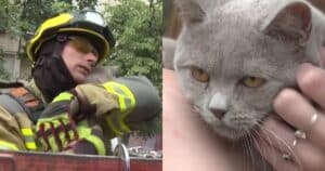 PetWireDaily — Beloved Cat Survives Deadly Ukraine Missile Strike That Destroyed Her Home