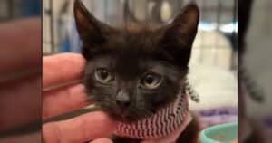 PetWireDaily — Kitten Bon Jovi Is Living on More Than a Prayer Thanks to One Kind Rescuer