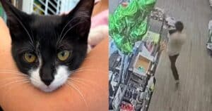 PetWireDaily — Catnapper’s Bank Robbery Foiled After Kitten Becomes the World’s Worst Accomplice
