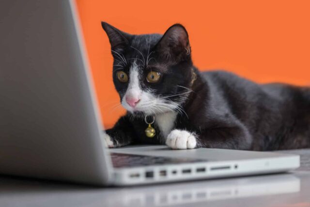 Black and white tuxedo cat sitting at a laptop as if researching cordless vacuums
