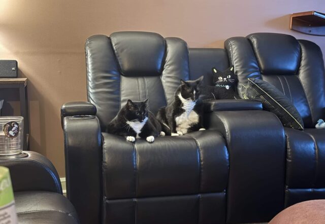 Two tuxedo cats sitting on a black leather recliner in a multi-cat living room