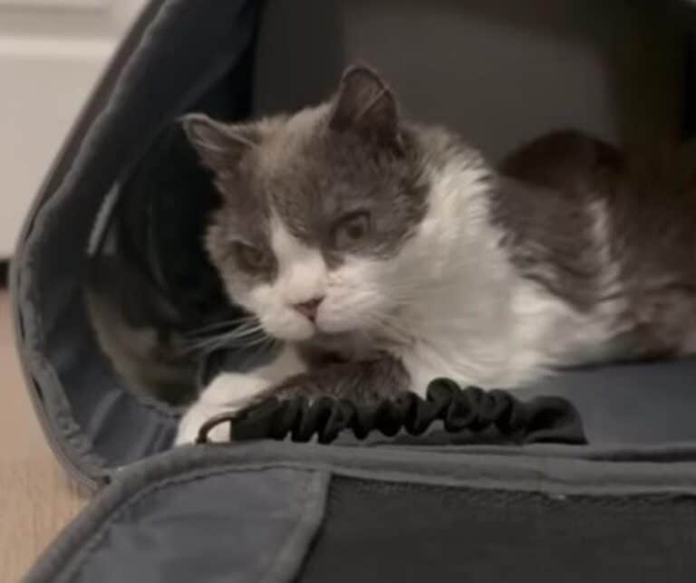 Grub the cat