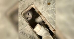 PetWireDaily — Family Searches Everywhere Before Finding Missing Cat Under the New Bathtub