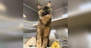 PetWireDaily — Shy Shelter Cat Who Hid Beneath Her Bed Learns What Love Feels Like