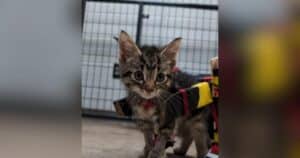 PetWireDaily — Tiny Kitten Rolls Toward a Brighter Future Thanks to a Hot Wheels Wheelchair