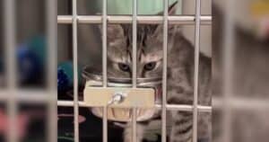 PetWireDaily — Veterinarians Warn Deadly Cat Virus Is Spreading Beyond Kittens
