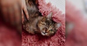 PetWireDaily — Cat Who Lost Both Front Legs Never Lost Her Will to Live