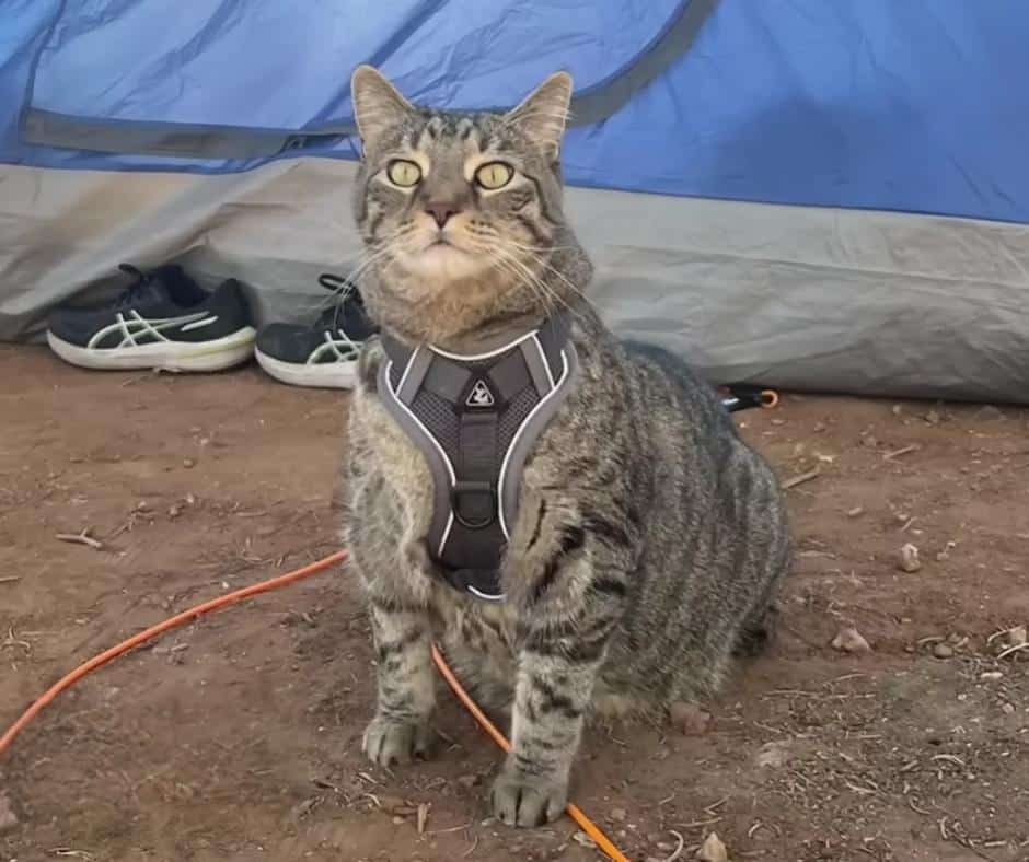 Resilient cat surviving in wilderness
