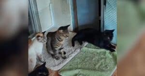 PetWireDaily — Pet Cameras Capture Cats Reacting Seconds Before Japan Earthquake
