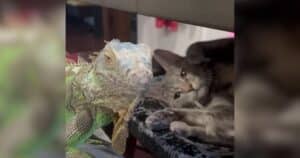 PetWireDaily — An Iguana Moved In and The Cats Are Completely Obsessed