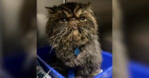 PetWireDaily — Miracle Cat Survives Hours Inside a Dryer and Inspires a Safety Reminder