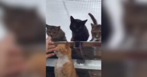 PetWireDaily — Shelter Owner Refuses to Leave Behind Dogs and Cats During Devastating Flood