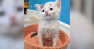 PetWireDaily — Special Kitten Looking for Someone to See Past His Diagnosis